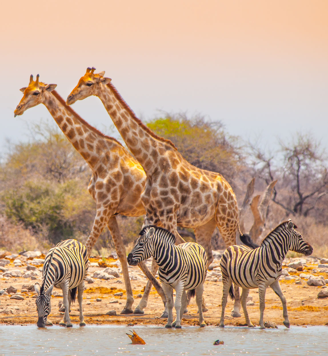 giraffes and zebras at waterhole in Etosha National Park, Namibia