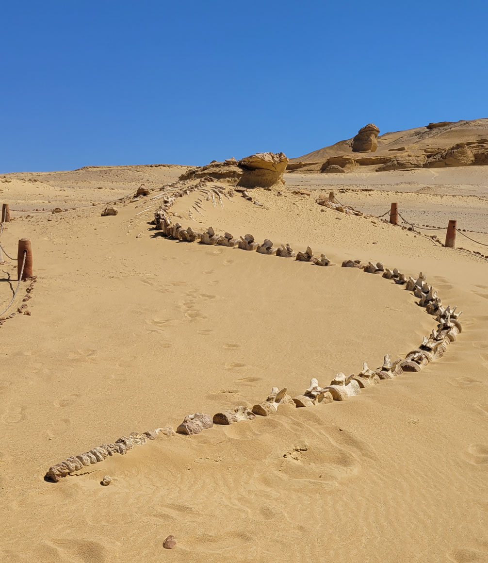 walking whale fossils of wadi el hitan