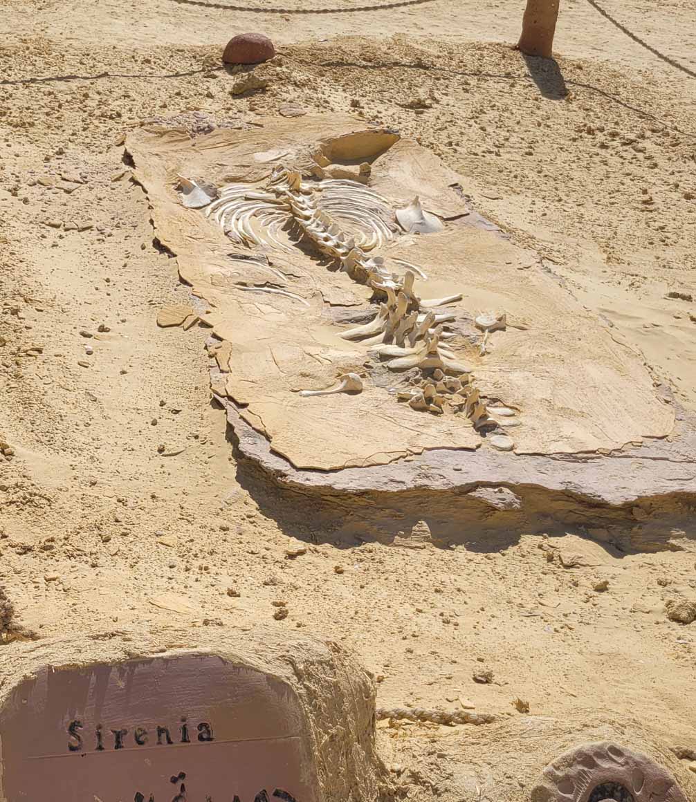 fossil of an ancient whale species in wadi el hitan egypt