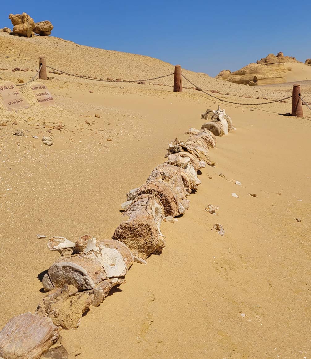 fossilised spine of an ancient whale in wadi el hitan