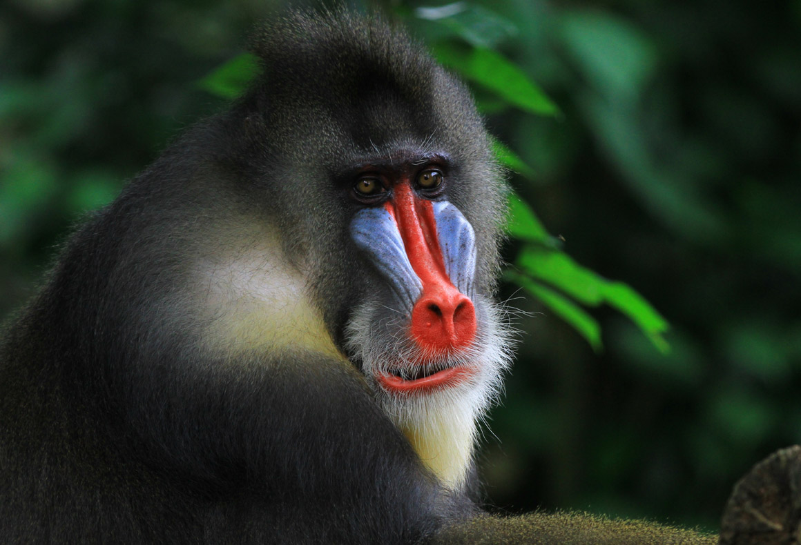 mandrill in the forest in gabon