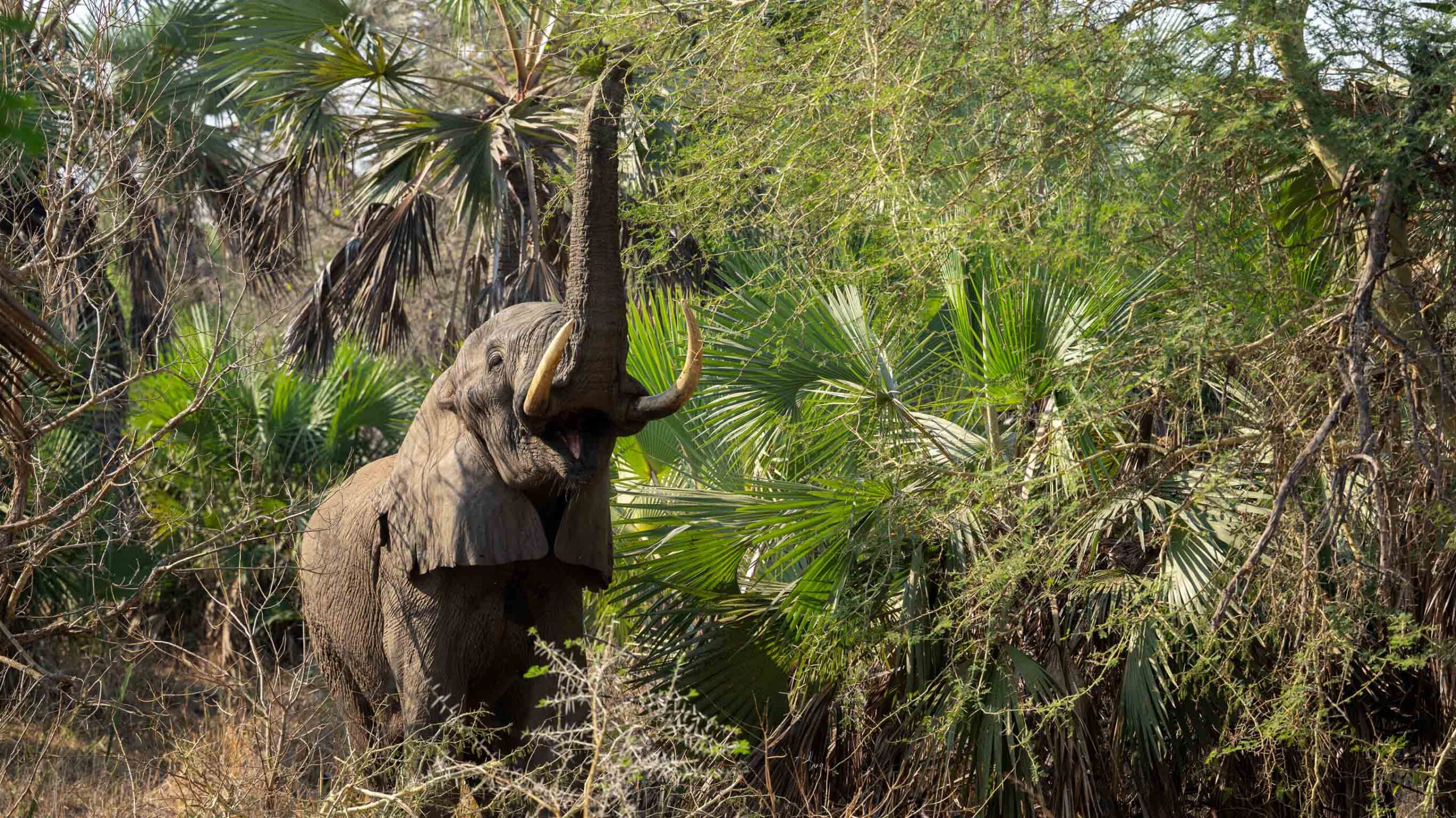 elephant in the bush in gorongosa mozambique
