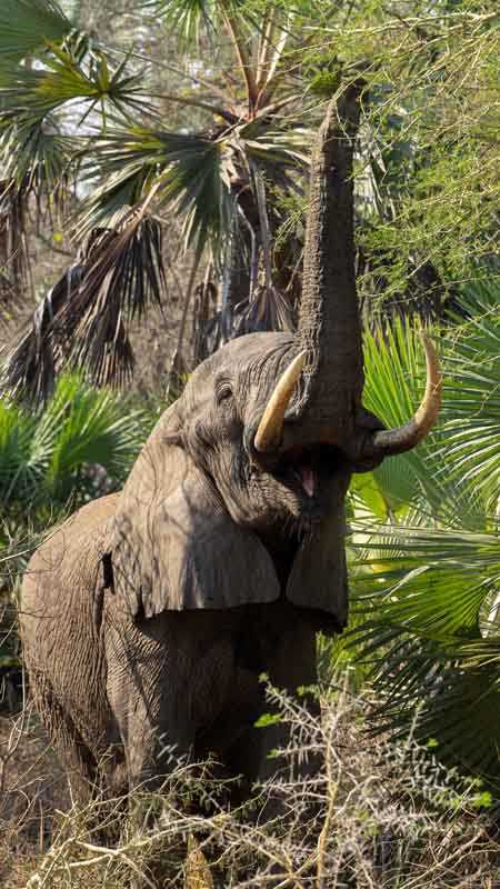 elephant in the bush in gorongosa mozambique