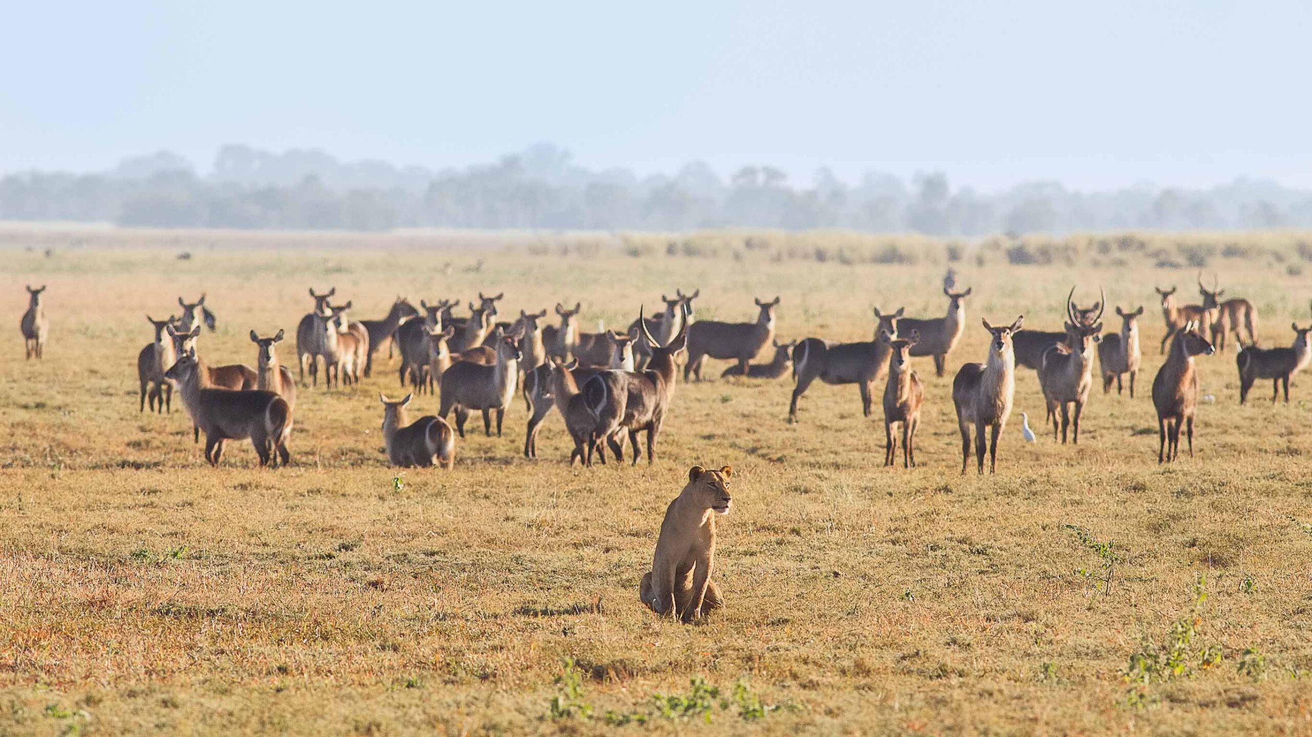 lion pair sighted in gorongosa mozambique