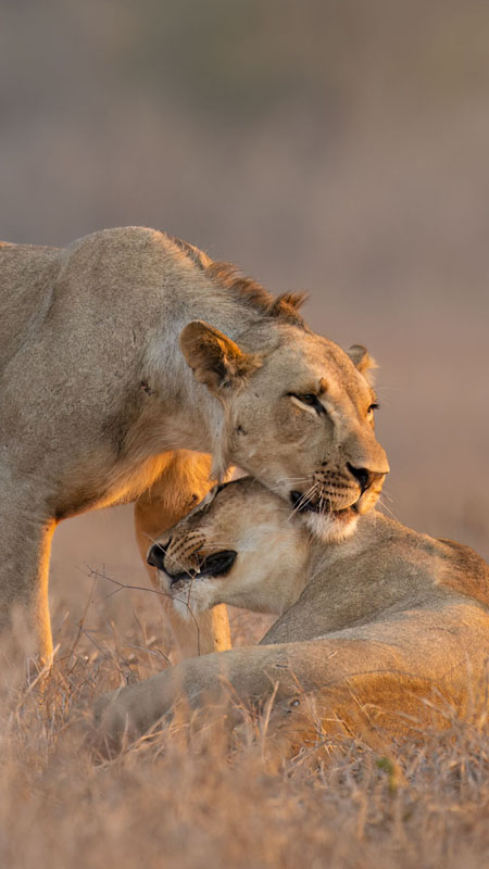 lion pair sighted in gorongosa mozambique