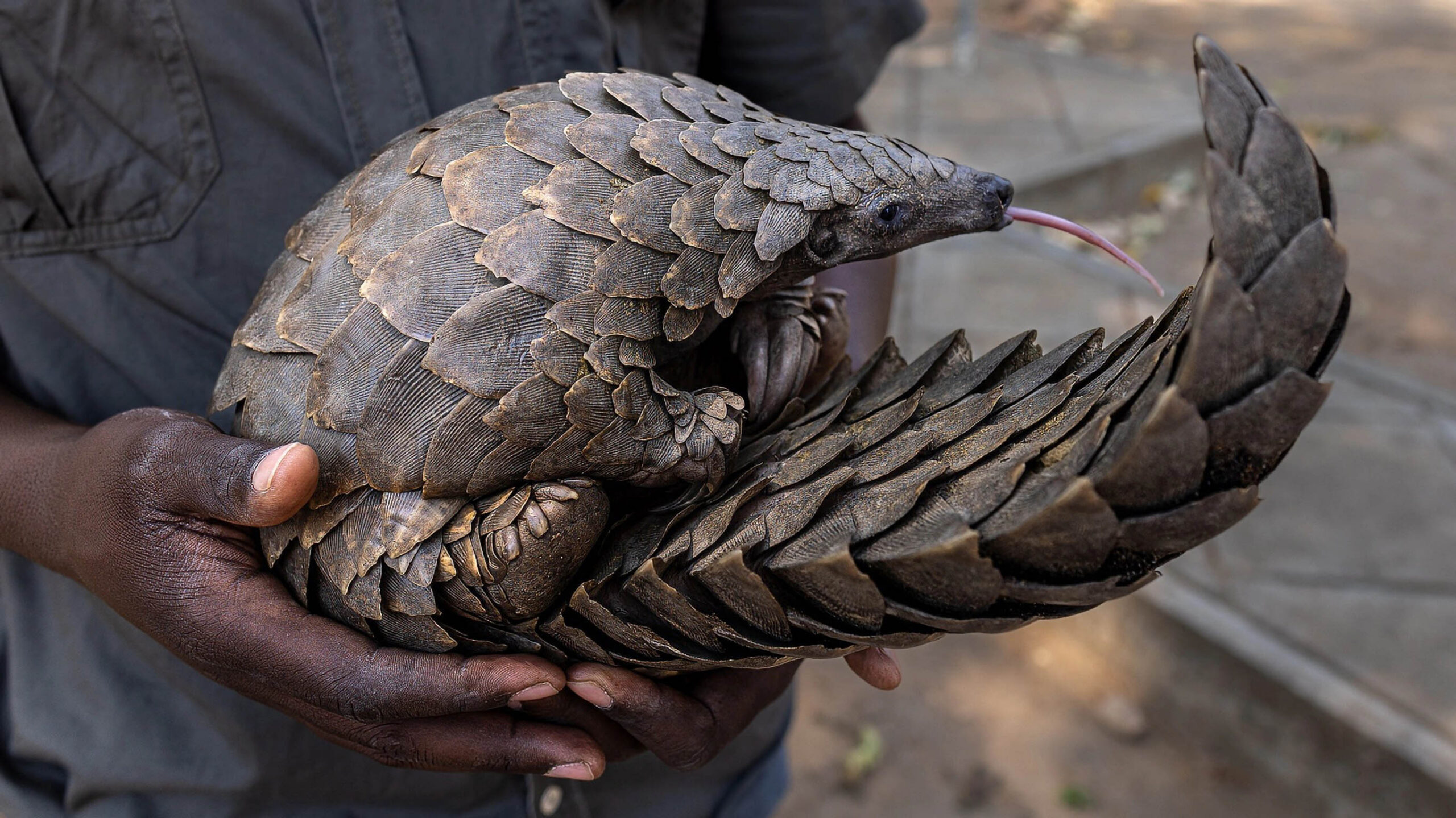 pangolin being held by conservationist