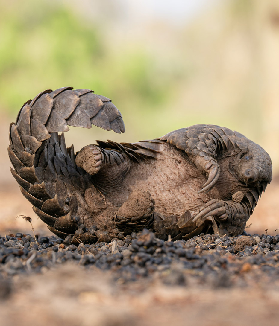 pangolin in mozambique foraging for ants