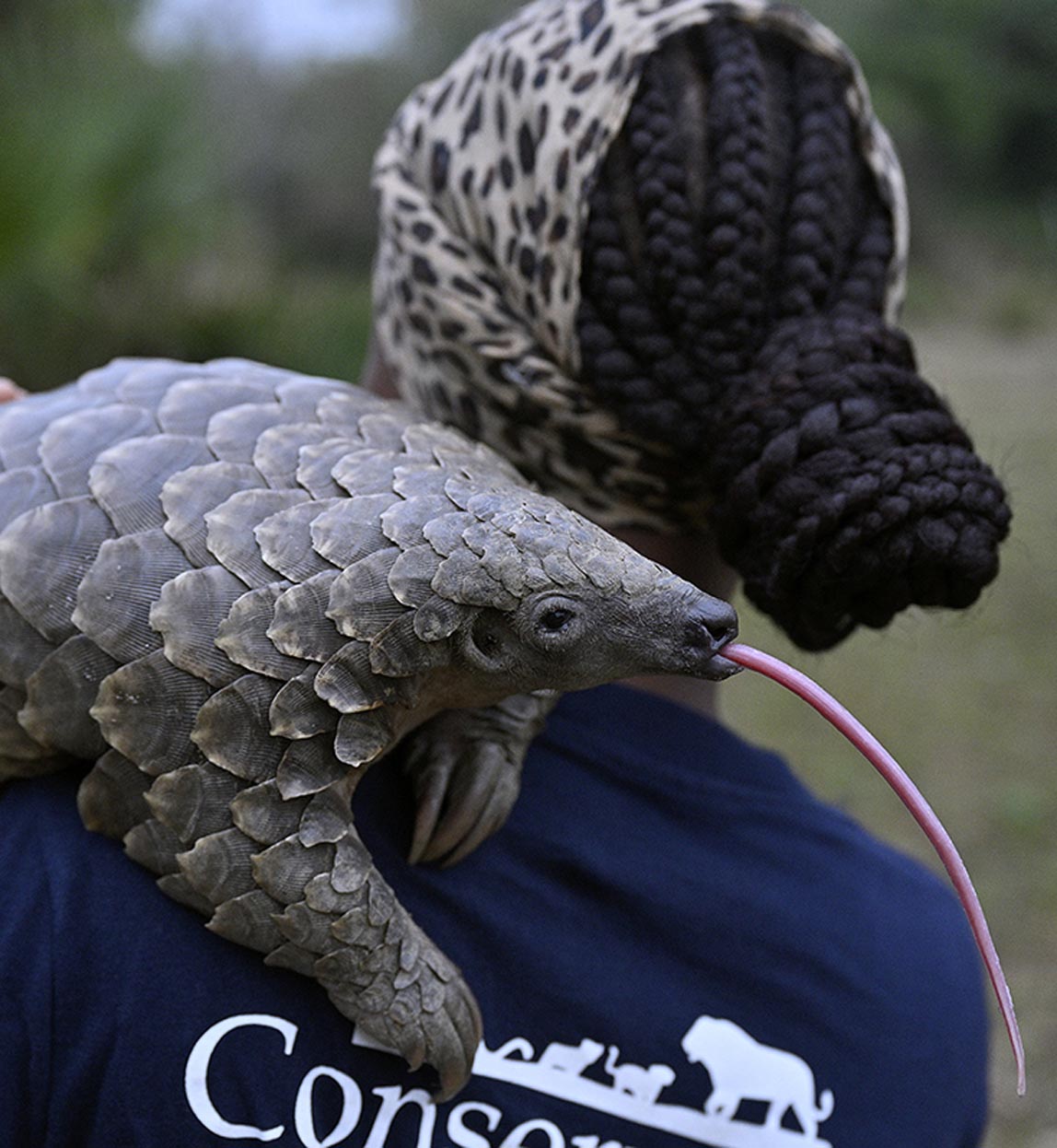 pangolin on shoulder of a conservationist