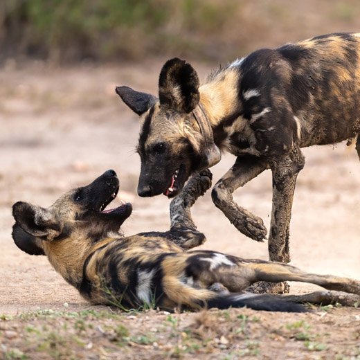 wild dog sighted on safari in mozambique at gorongosa