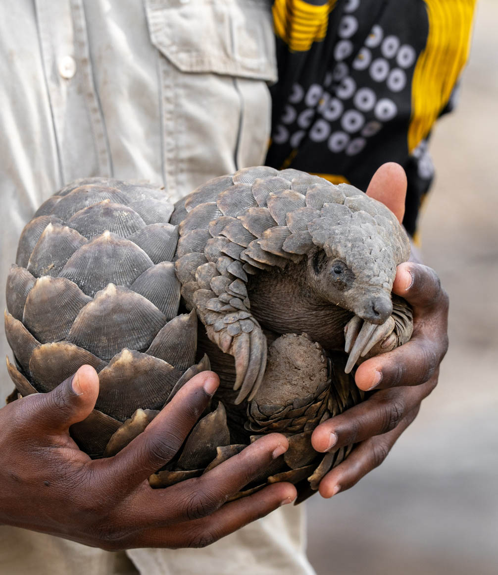 pangolin being held by conservationist