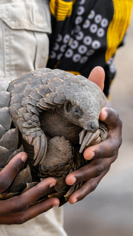 pangolin being held by conservationist