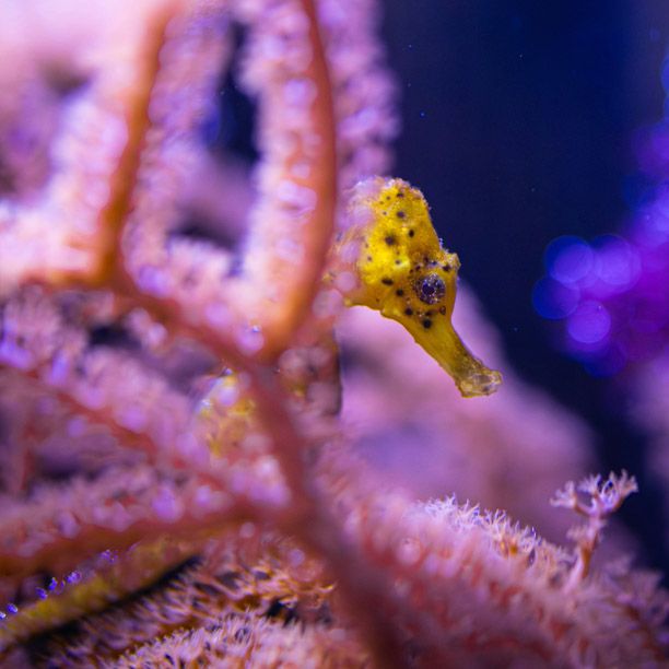 seahorse amongst coral