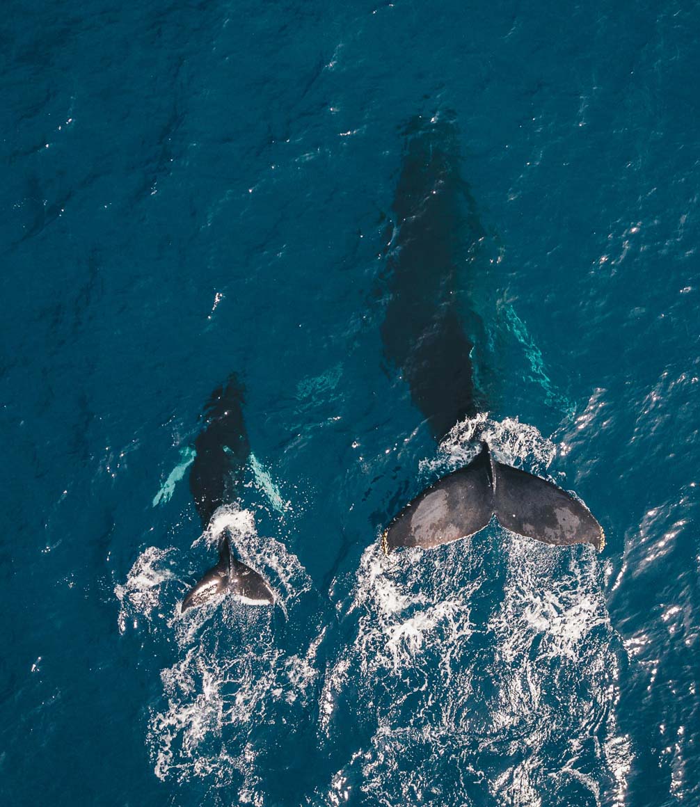 aerial shot of blue whale mother and calf in sri lanka