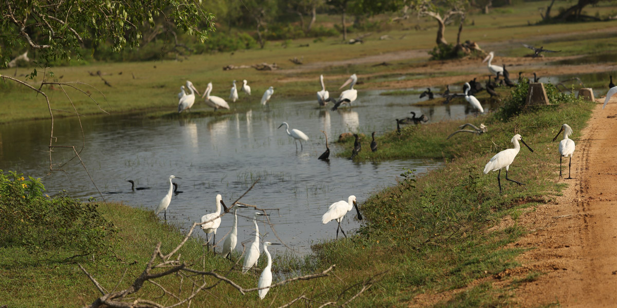 birdlife in kumana national park in sri lanka