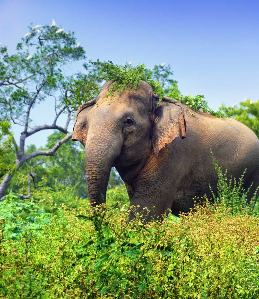 elephant in minneriya national park