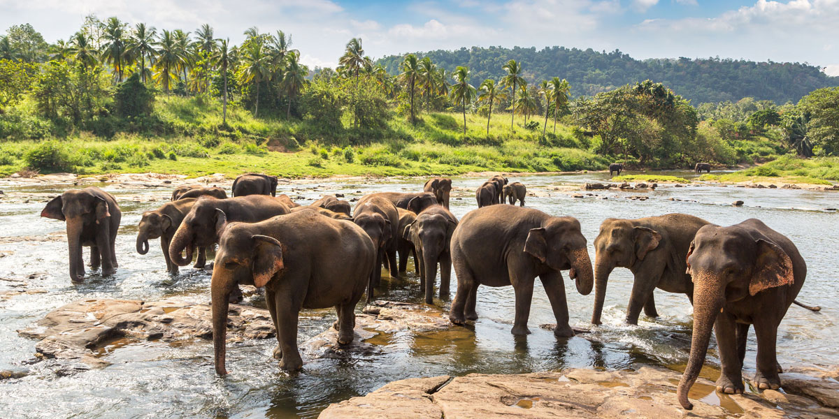Herd of elephants in Sri Lanka