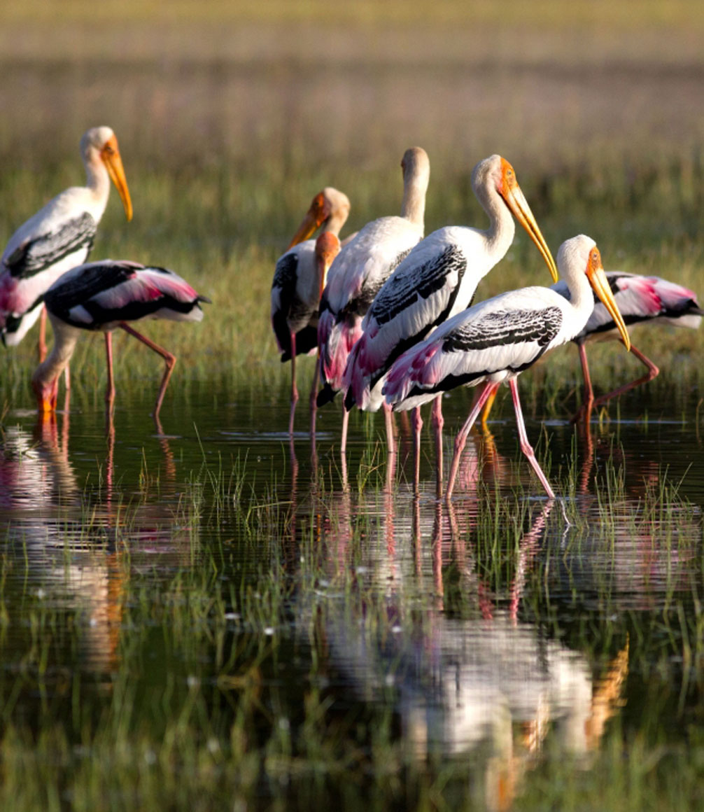 water birds in wilpattau