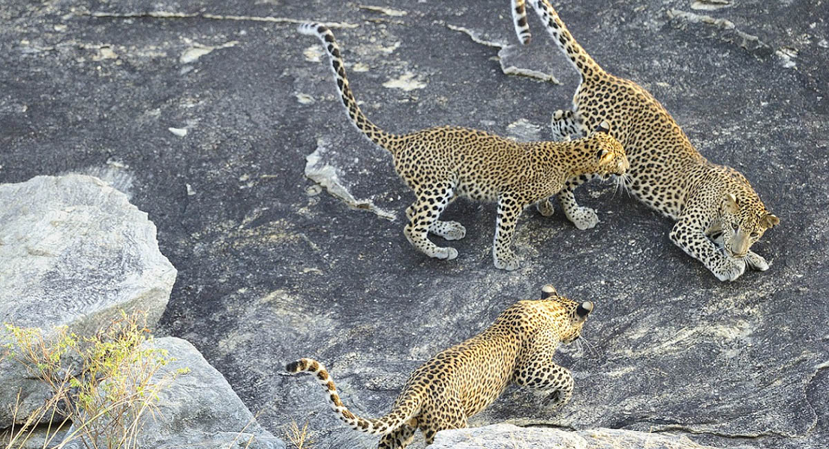 leopards sighted on safari in yala national park