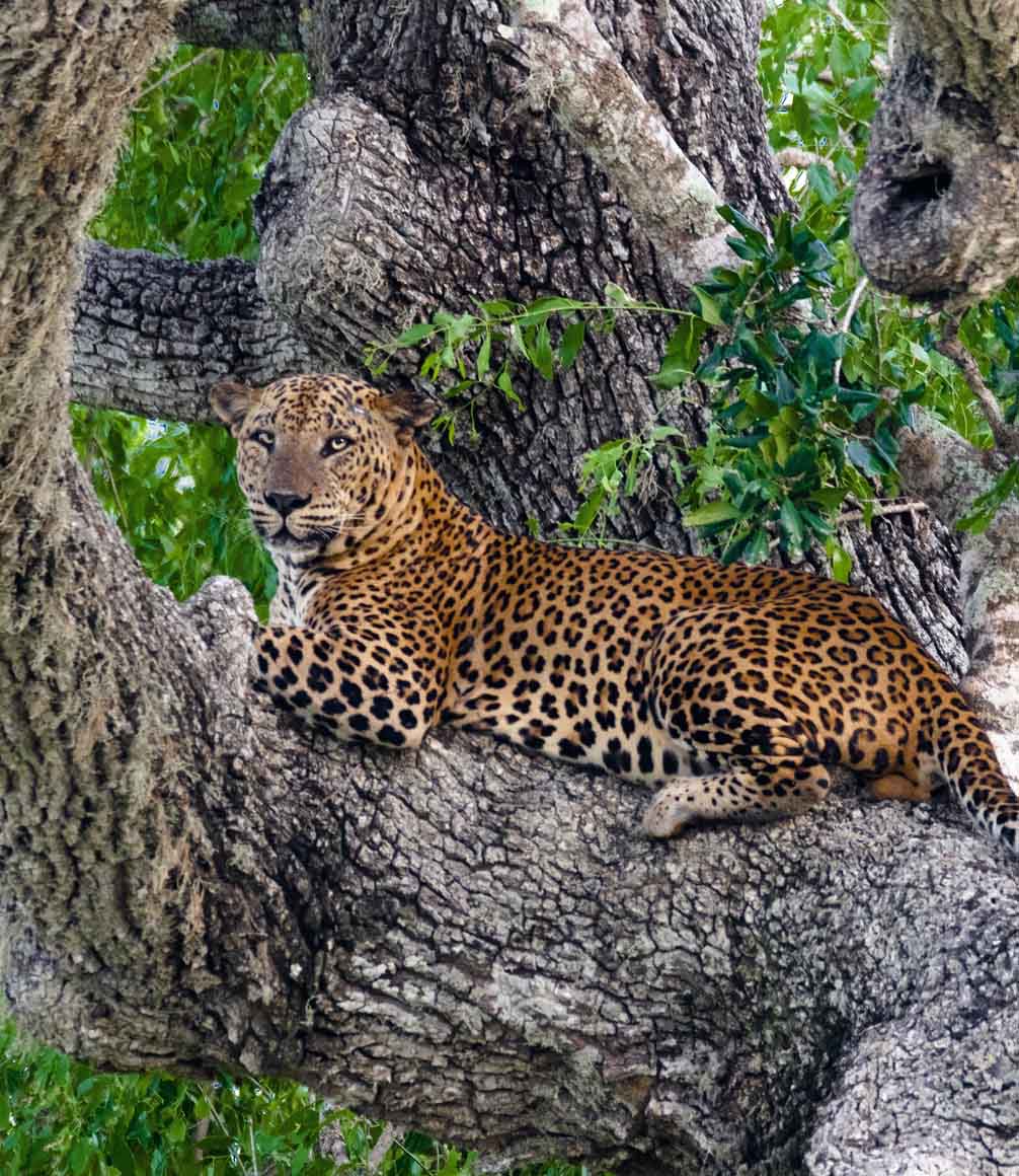 sri lankan leopard in a tree in yala national park
