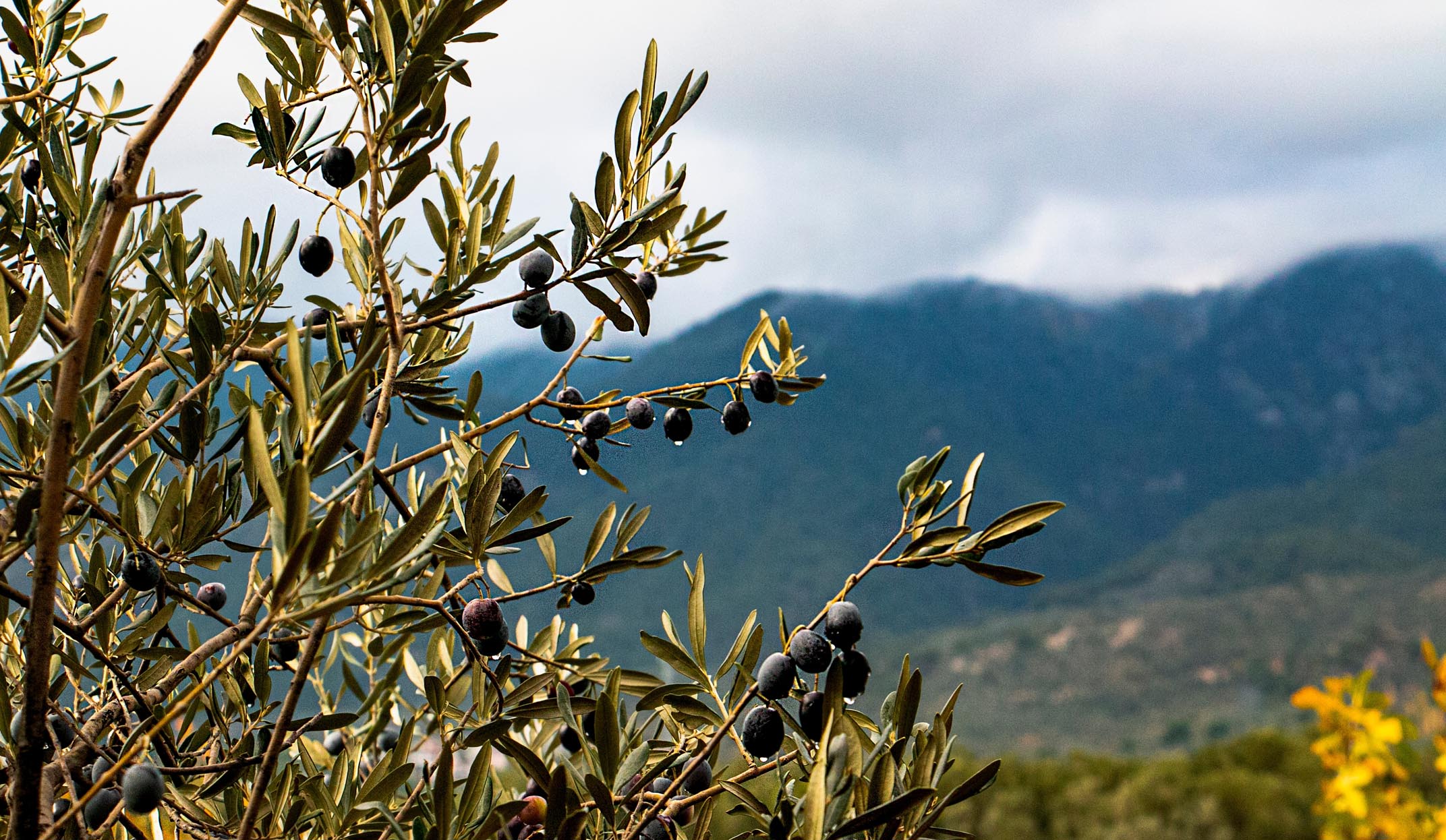 olive trees in the kaz mountains in turkey