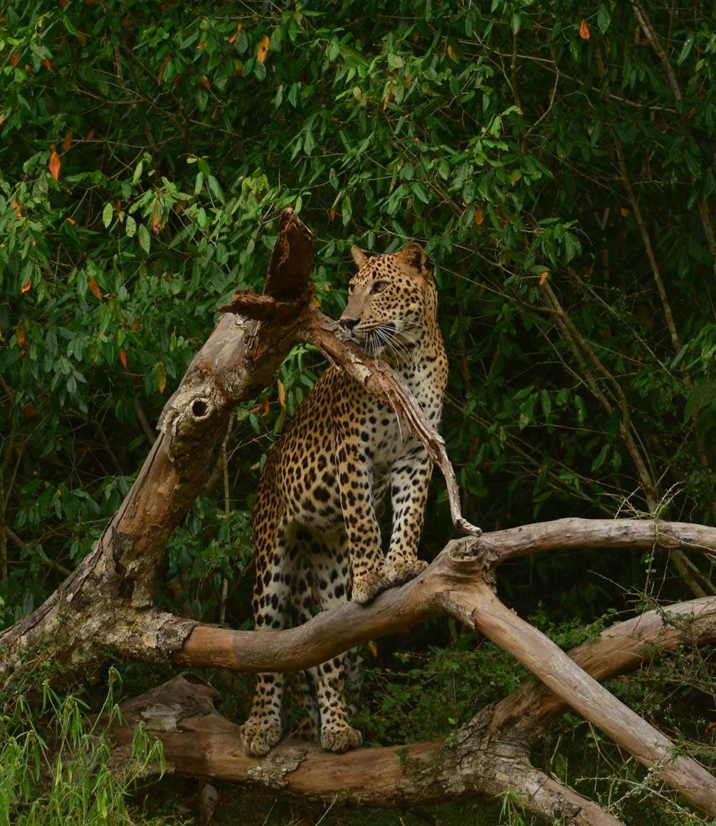 leopard in wilpattau sri lanka