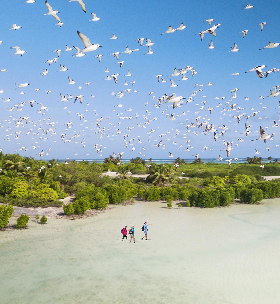 monitoring bird species in seychelles with alphone island researchers