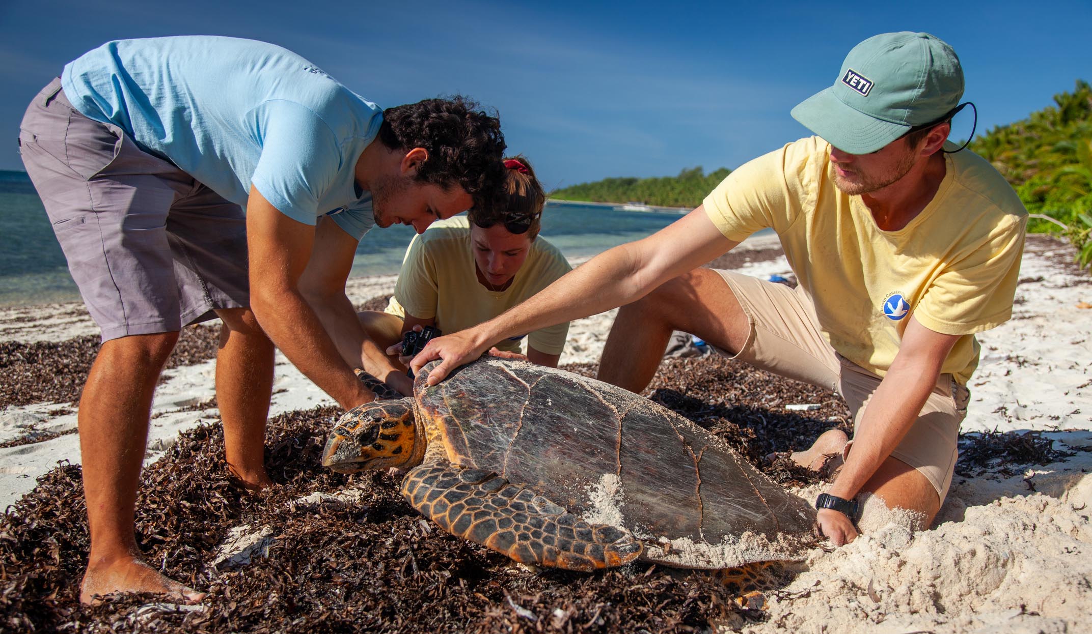 seychelles turtle tagging on beach on alphonse island