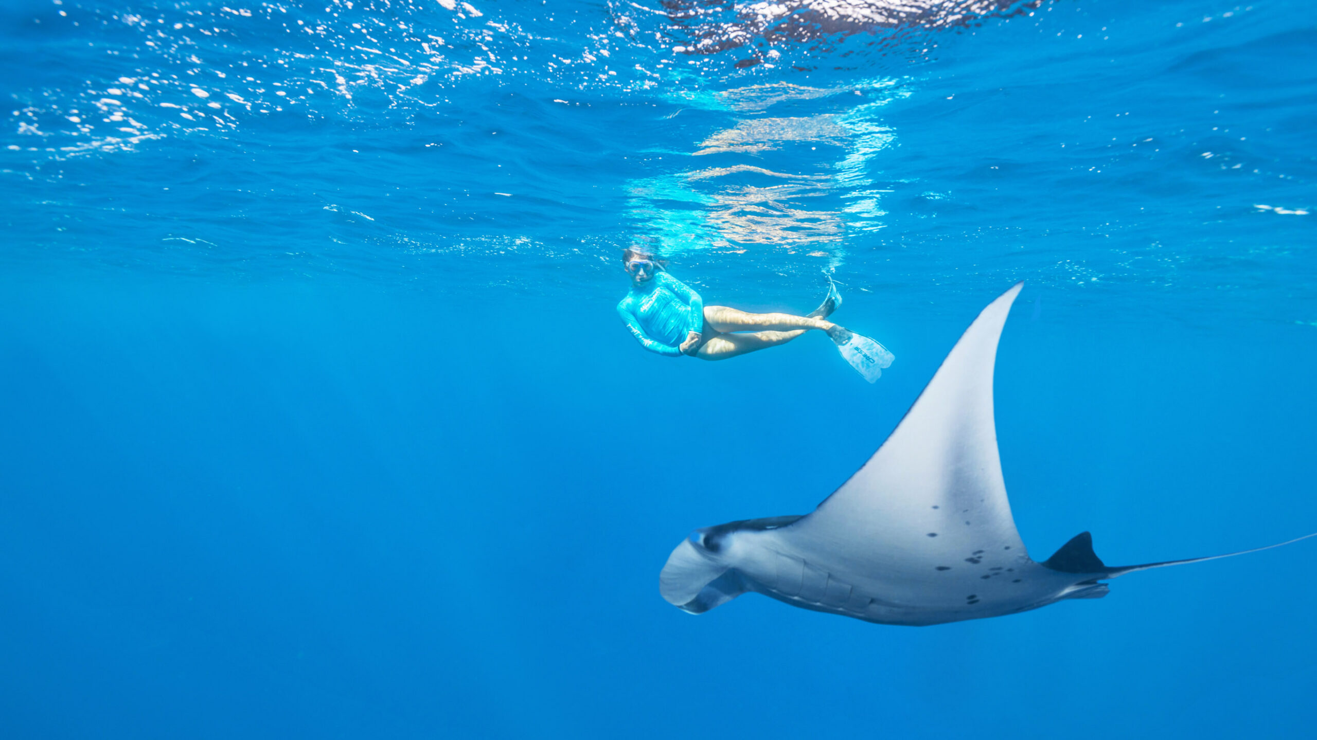 snorkeller swimming alongside manta ray in the seychelles