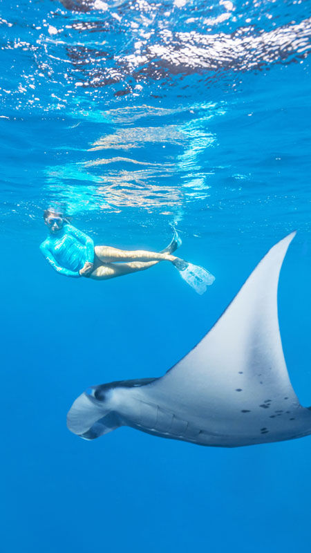 snorkeller swimming alongside manta ray in the seychelles