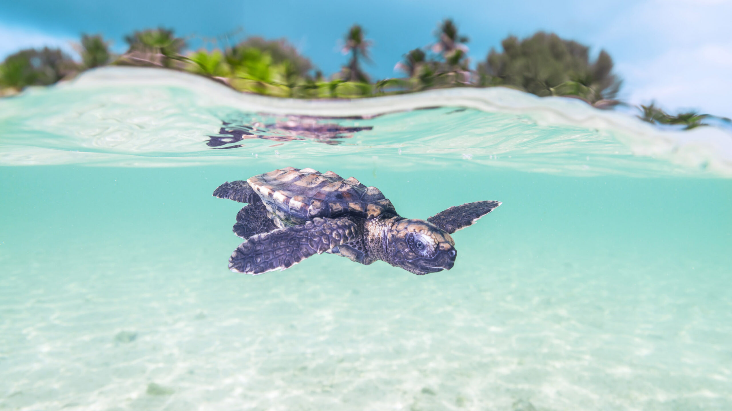 baby turtle hatchling in seychelles off alphonse island