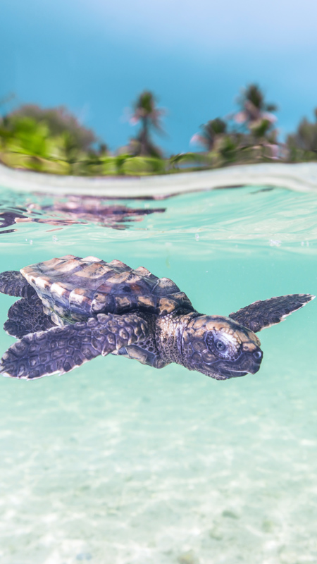 baby turtle hatchling in seychelles off alphonse island