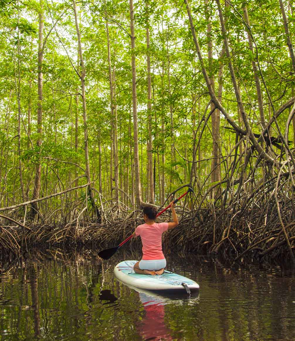 paddleboarding through the mangroves in costa rica