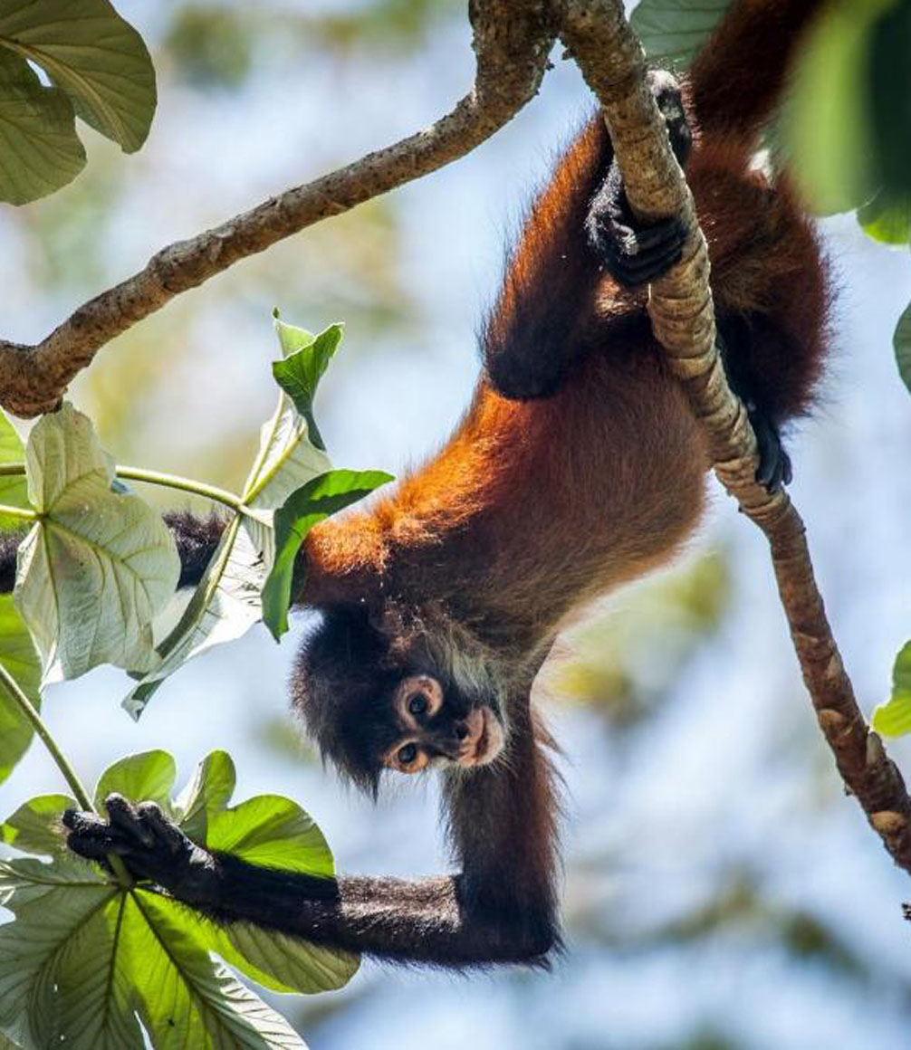 monkey in a tree at lapa rios in costa rica