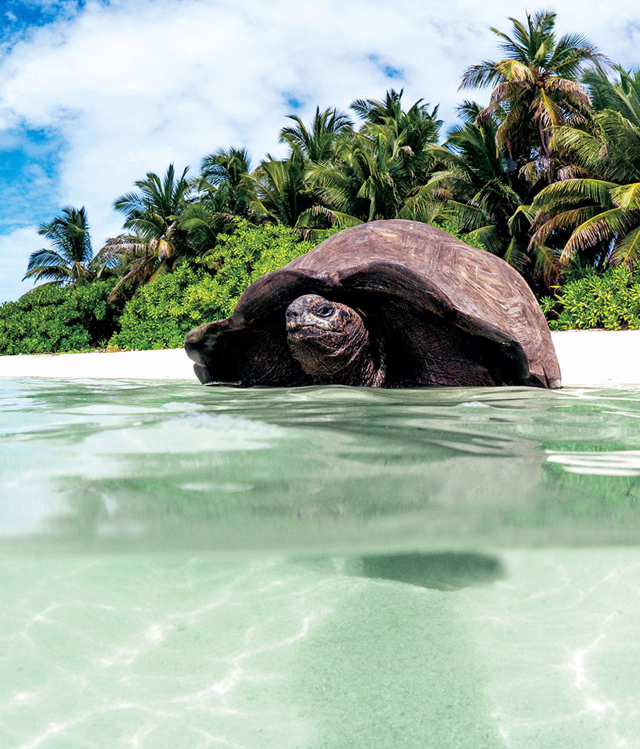giant tortoise in the water at alphonse island seychelles