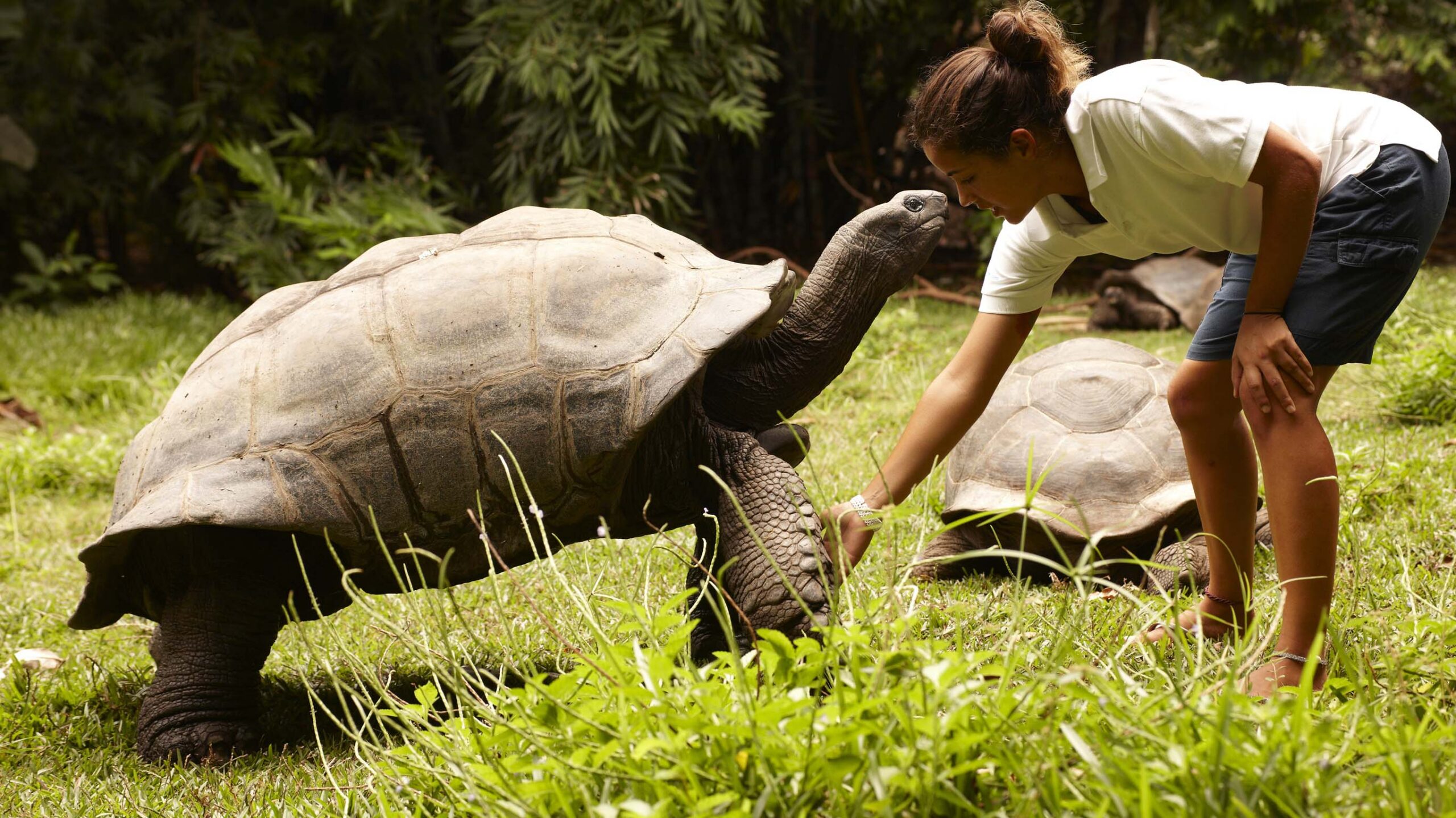 fregate island giant tortoise with traveller