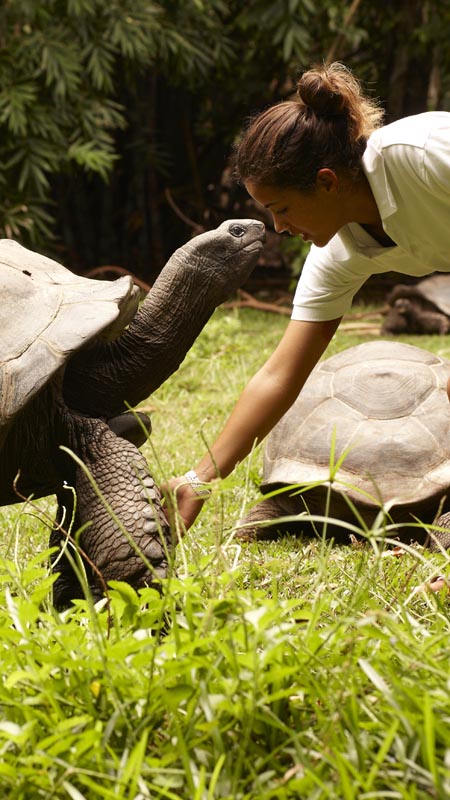 fregate island giant tortoise with traveller