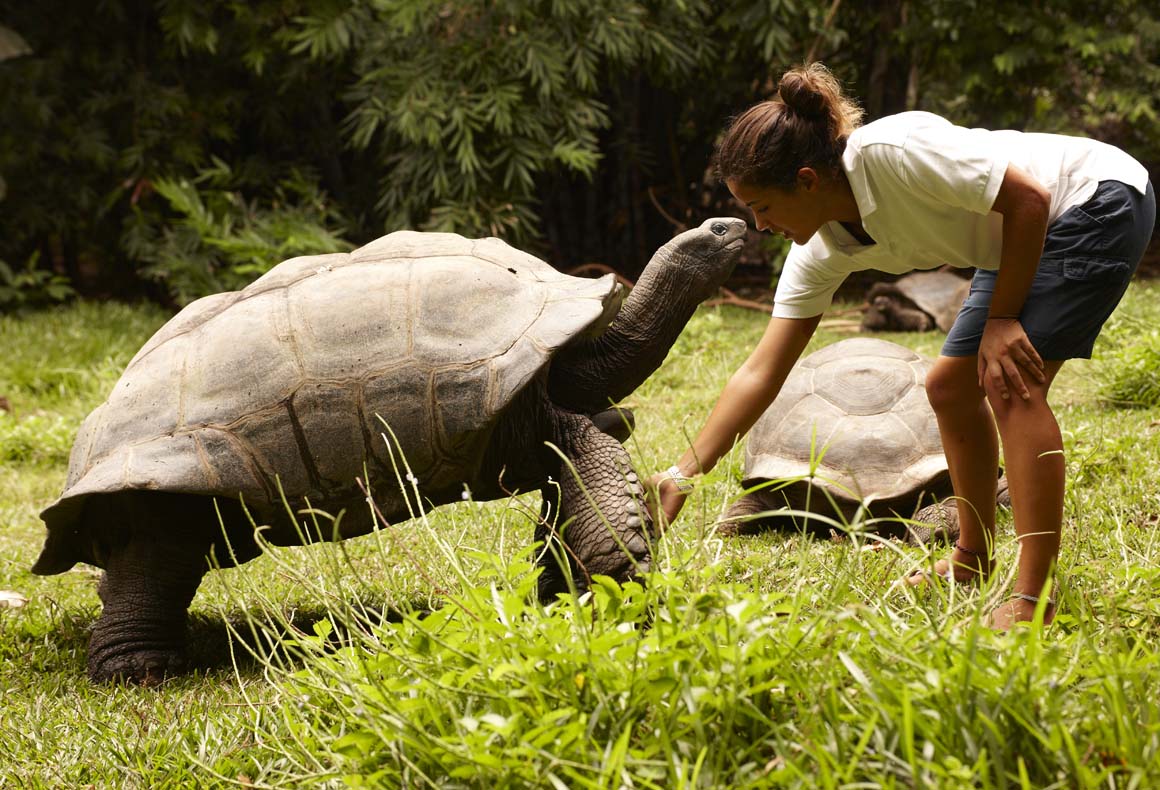 fregate island giant tortoise with traveller