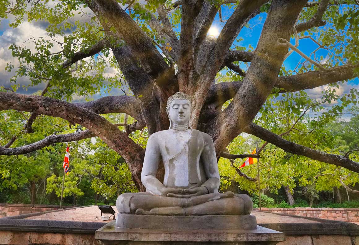 statue of the buddha placed under a tree in anuradhapura